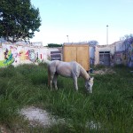 Un cavall al costat de la cabana